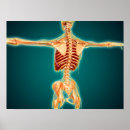 Suche nach nerves poster Knochen