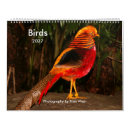 Suche nach pfauen kalender Schwan