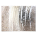 Recherche de quart photographie Palomino