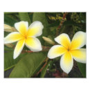Recherche de plumeria art Fleurs
