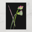 Recherche de symbole bouddhiste cartes invitations Fleur de lotus