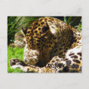 Suche nach wildkatzen postkarten Leoparden