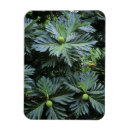 Recherche de océanie magnets Pacifique