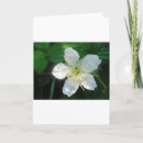 Suche nach blüten blüte karten Blühen
