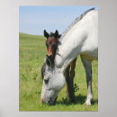 Suche nach stute und fohlen poster Mutter und kind