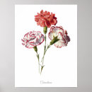 Suche nach nelken poster Elegant