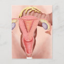 Recherche de reproducteur posters Anatomie humaine