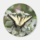 Suche nach flora magnete Schmetterling