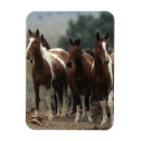 Suche nach mustang magnete Foto