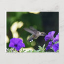 Suche nach kolibri postkarten Natur