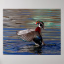 Recherche de canards sauvages posters Sauvagine