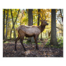 Suche nach elch foto poster Wald