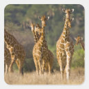 Suche nach herde aufkleber Braun