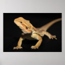 Suche nach reptil poster Tiere