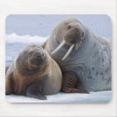 Recherche de morse tapis souris Arctique
