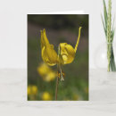 Suche nach lilly karten Foto