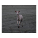 Recherche de cerf posters Nature