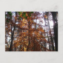 Suche nach herbstbaum postkarten Bäume