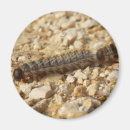 Recherche de insectes magnets Chenille