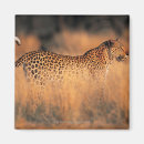 Recherche de pardus Horizontal