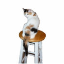 Recherche de chaton photo sculptures Animal