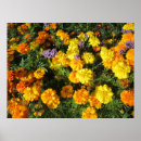 Suche nach ringelblumen poster Gelbe blumen