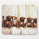 Suche nach boxerwelpe Niedlich