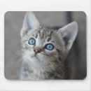 Recherche de chatons tapis souris Photographie
