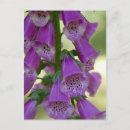 Suche nach digitalis poster Lila