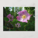 Suche nach rosa wilde blume postkarten Blumenreich