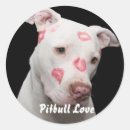 Recherche de amants de pitbull Pour tous