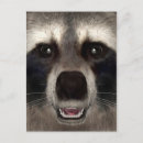 Recherche de mammifères cartes postales Raton laveur