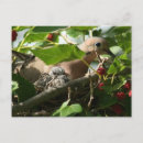 Suche nach maulbeere postkarten Baum