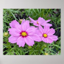 Suche nach cosmos poster Blume