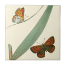 Suche nach schmetterlinge fliesen Farbig