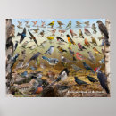 Suche nach elster poster Vögel