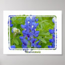Recherche de texas bluebonnet Aquarelle