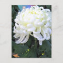 Recherche de fleuristes cartes postales Salutation