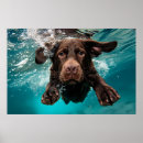 Recherche de labrador heureux posters De chien personnalisables