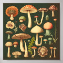 Suche nach vintager pilz poster Antik