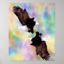 Suche nach amerikanischer vogel poster Adler