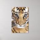 Suche nach bedrohte tiere poster Säugetier