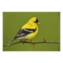 Recherche de reproducteur posters Doré