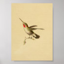 Suche nach throated kolibri Rot