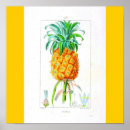Recherche de vintage botanical posters Fruit