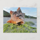 Suche nach schnecke muschel postkarten Weichtier