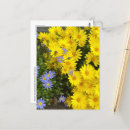 Recherche de marguerite violette cartes postales Jardin