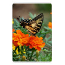 Recherche de papillon orange magnets Fleurs