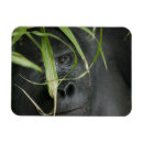 Recherche de gorille de montagne magnets Primate