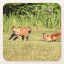 Recherche de renard rouge dessous de verres Animal